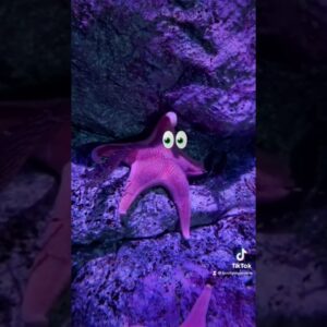 Real life Patrick Star at the Aquarium #Spongebob